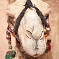 IMG_0383a