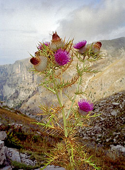 foto03.jpg