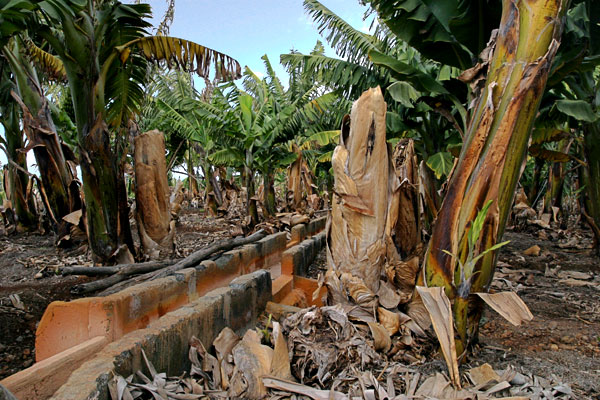 lapalma_bananenplntge.jpg