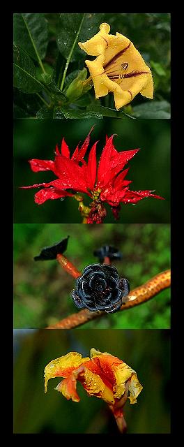 lapalma_flowers.jpg
