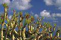 cactusachtige